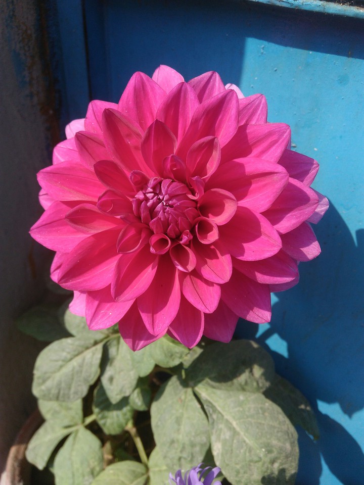 Dahlia