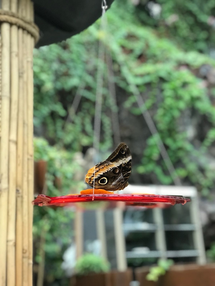 butterfly