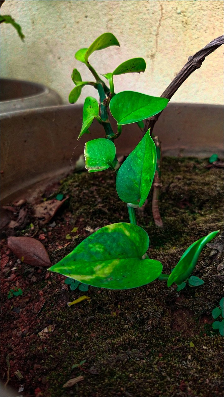greenary