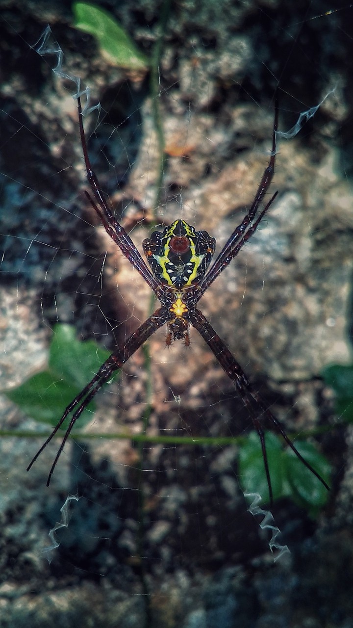 Spider Webs ?️?️