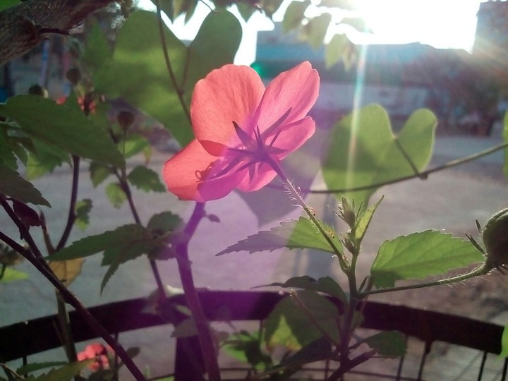 flower with sun ray