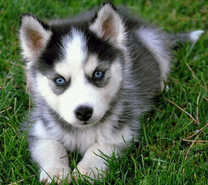 Mini Wolf