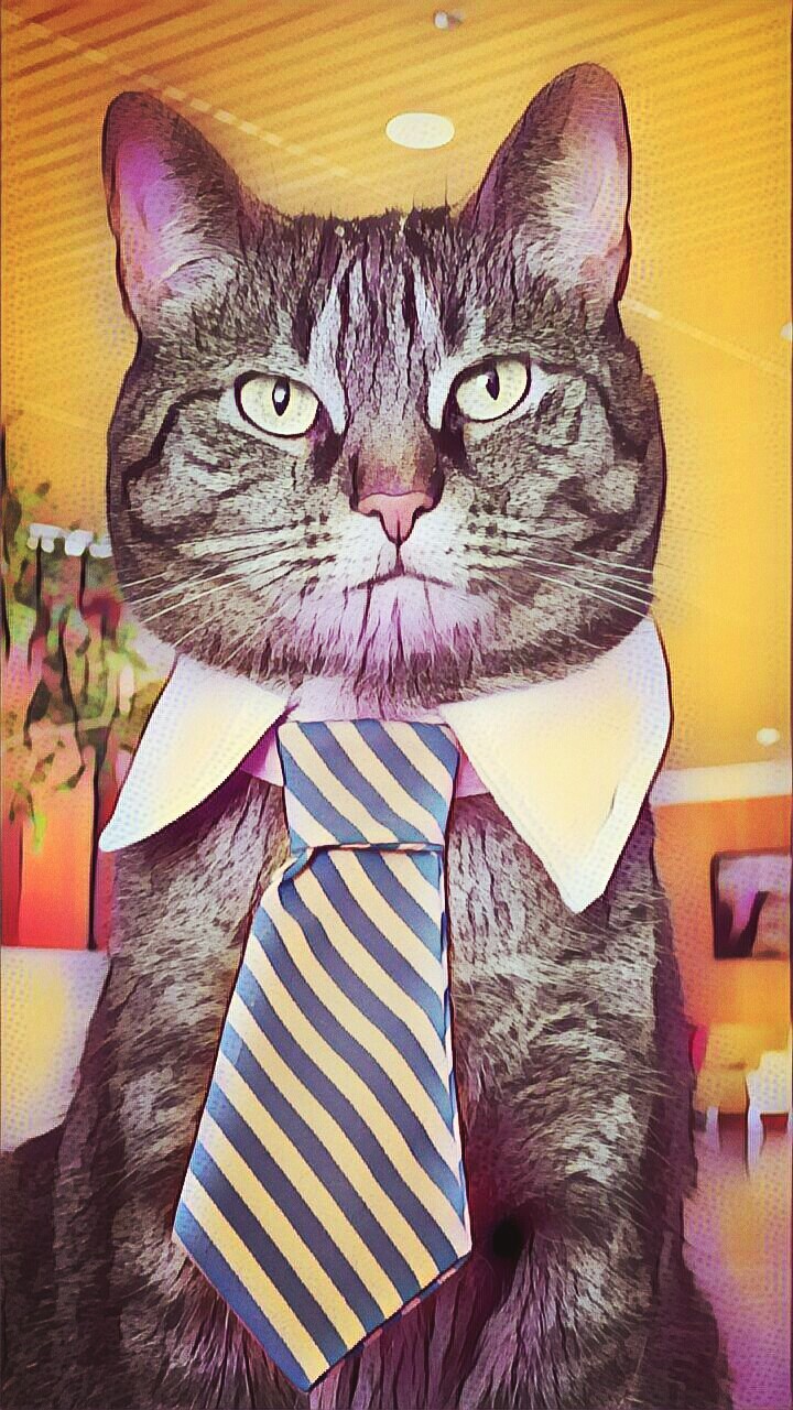 Handsome CAT