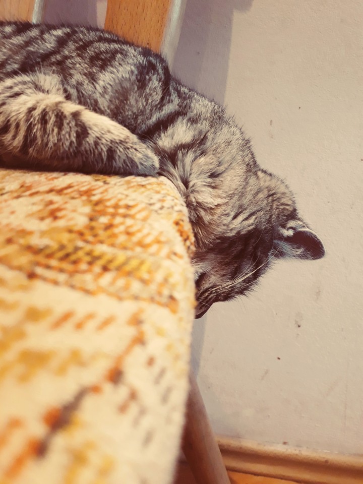Cat sleeping