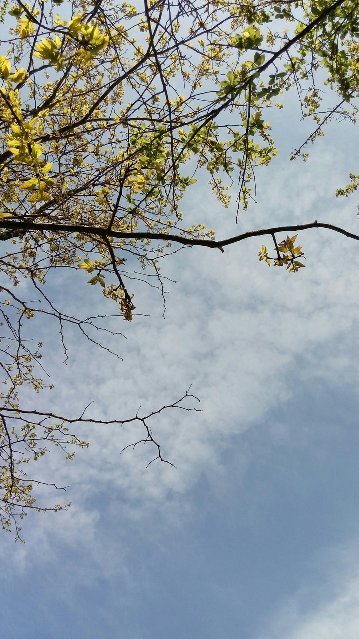 spring go