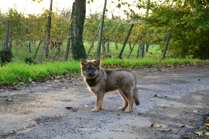 little kira