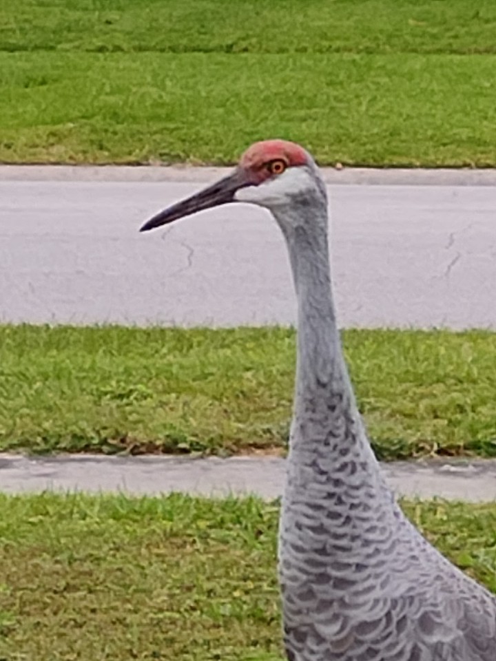 Red Eyes of a Sandhill Crane