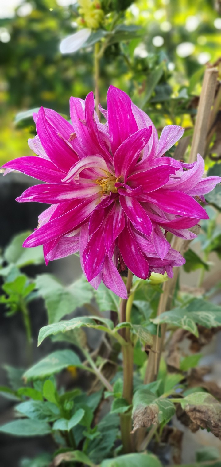 pink flower