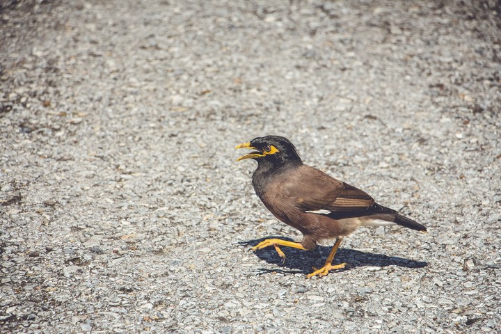 Eagle