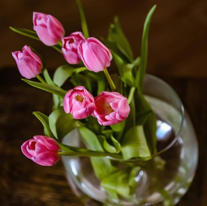 tulip