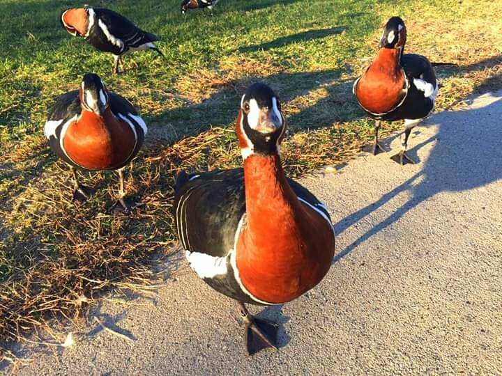 #Lovely #duck