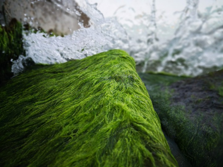sea