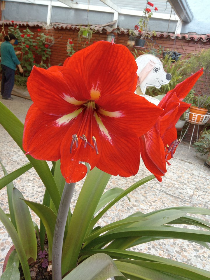 Azucena de mi jardín