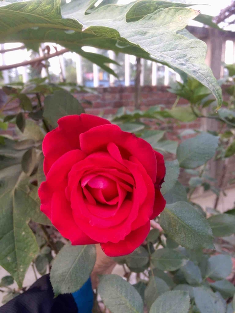 #rose