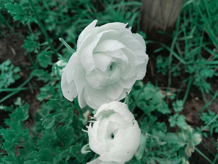 flower