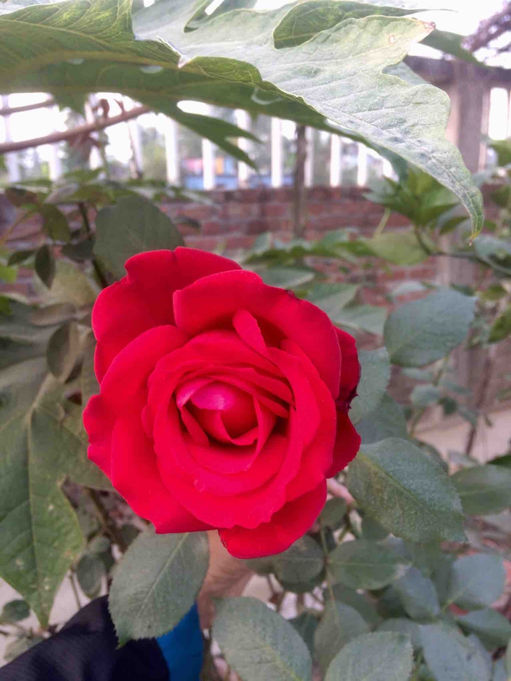 #rose