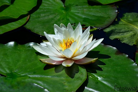 Lily