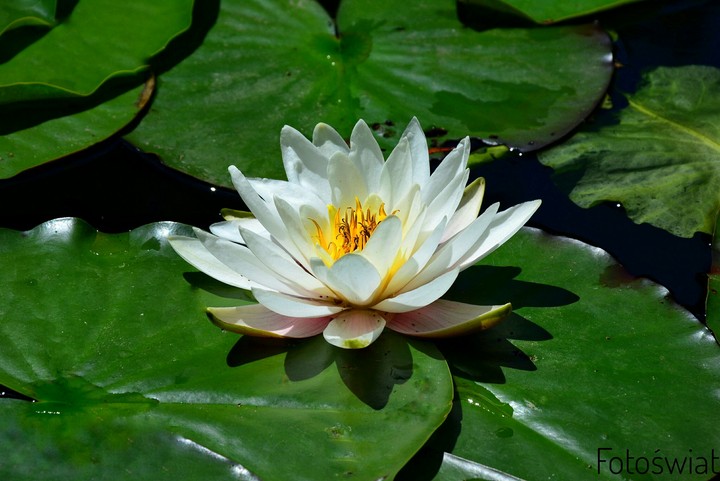 Lily