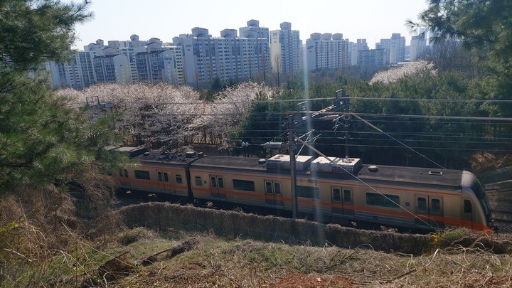 아파트 벚꽃  사이로 전철