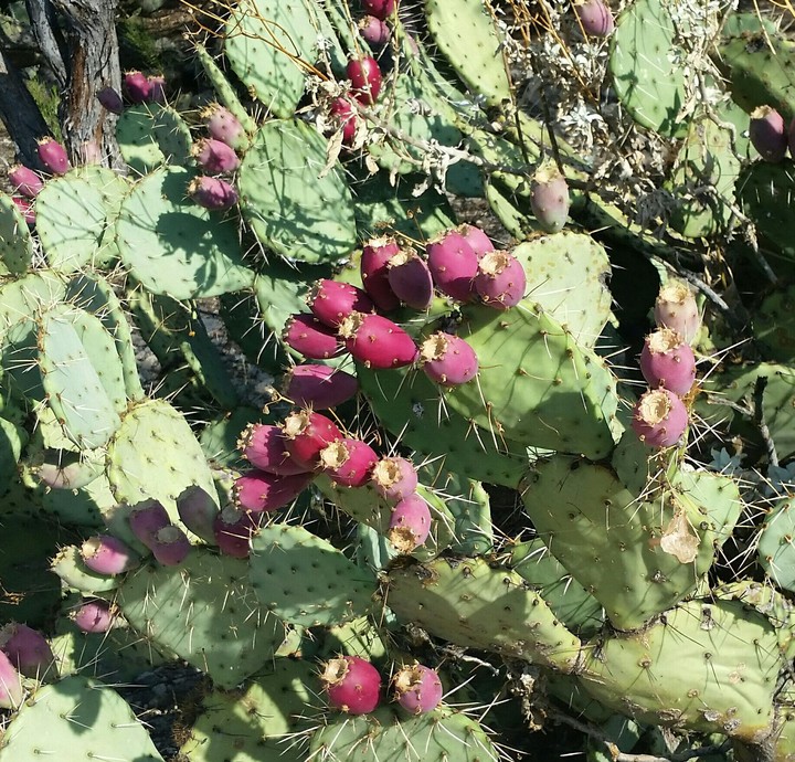 cactus