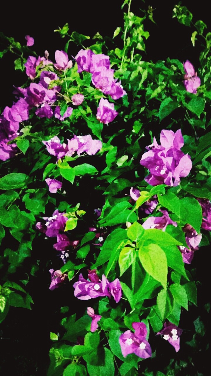 pink blossoms