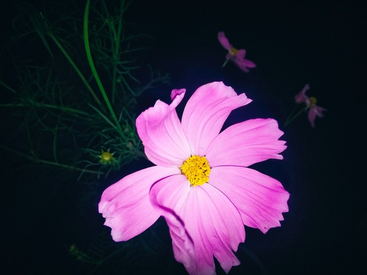 flower