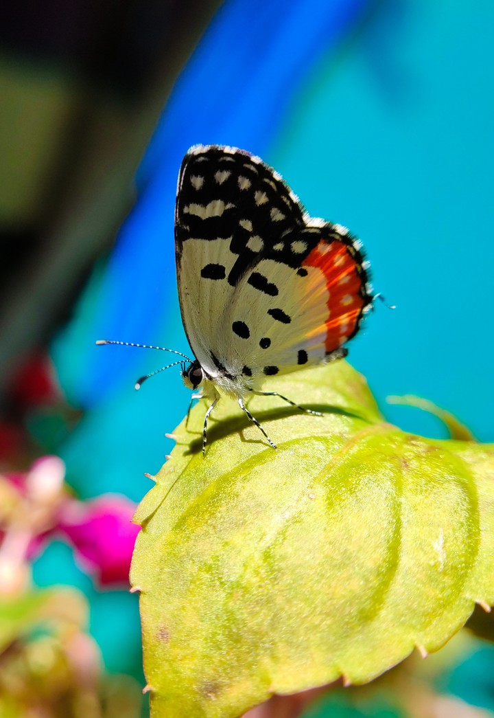 butterfly on leaf