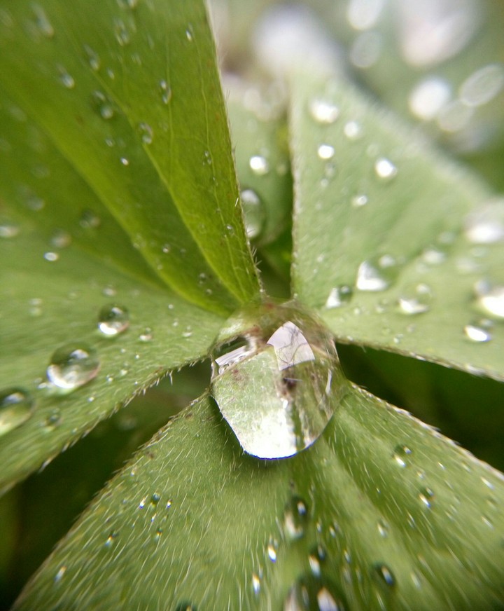 macro