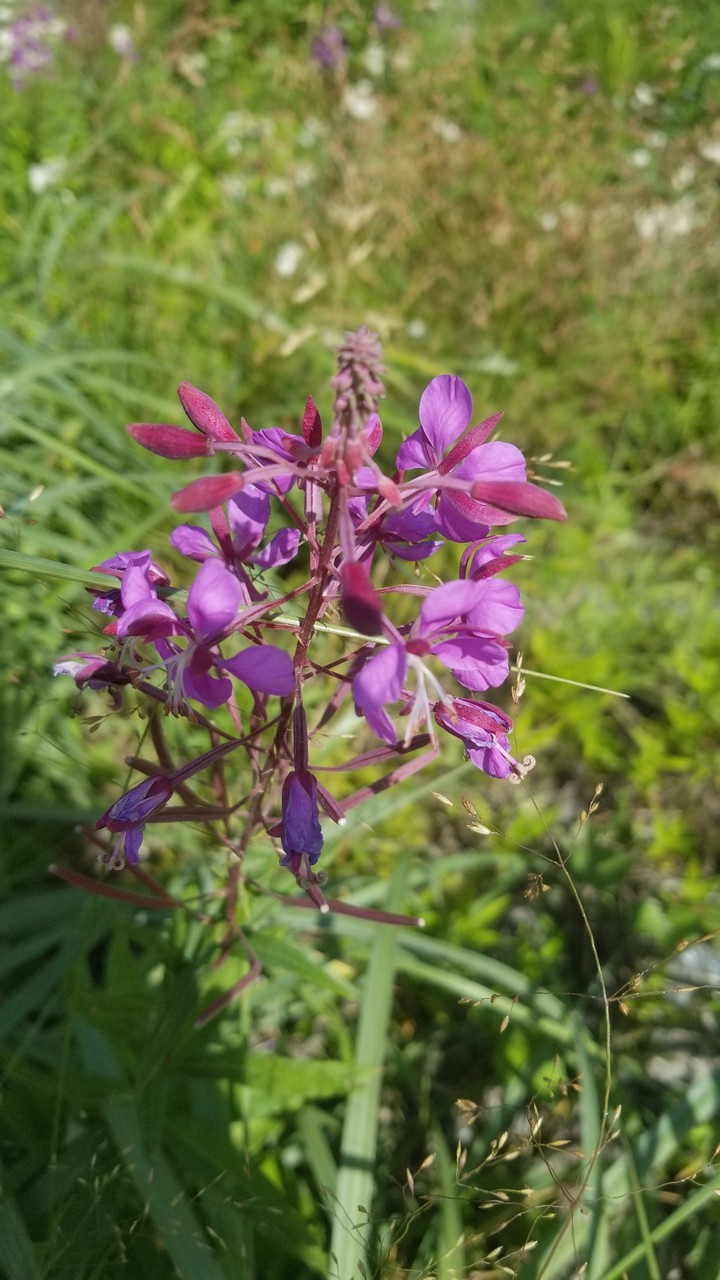 flowers