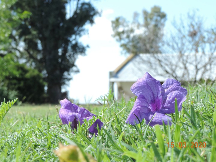 Flor