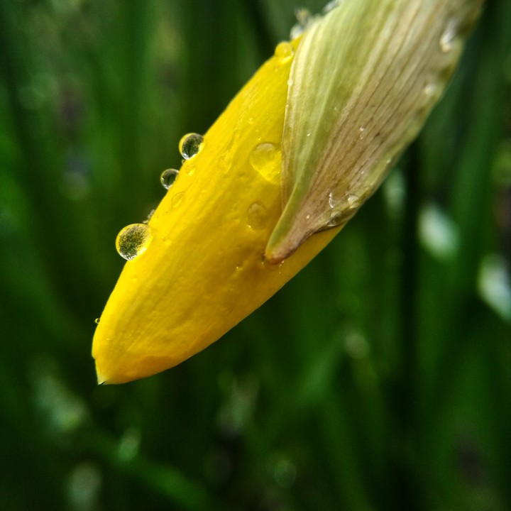 macro