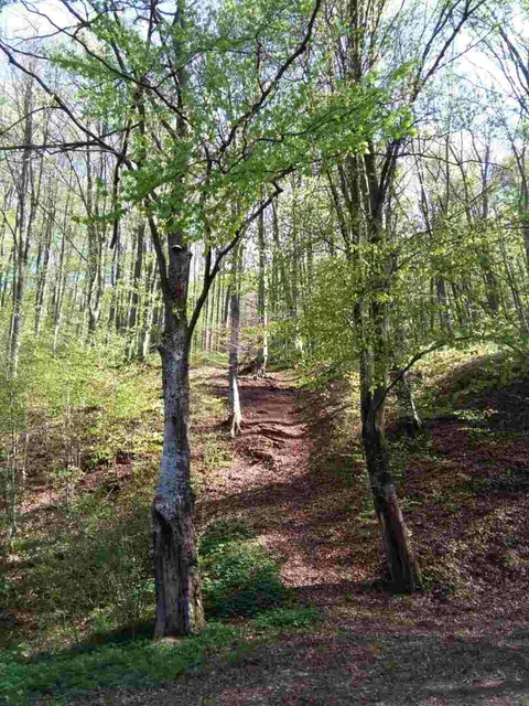 tree wood