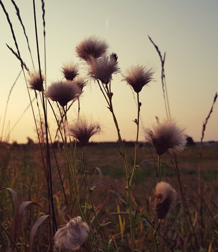 Abendspaziergang