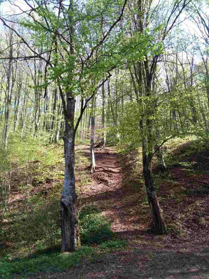 tree wood