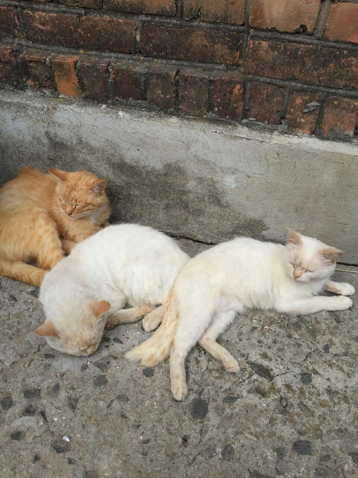 three cats