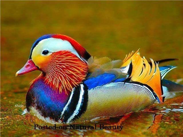bird