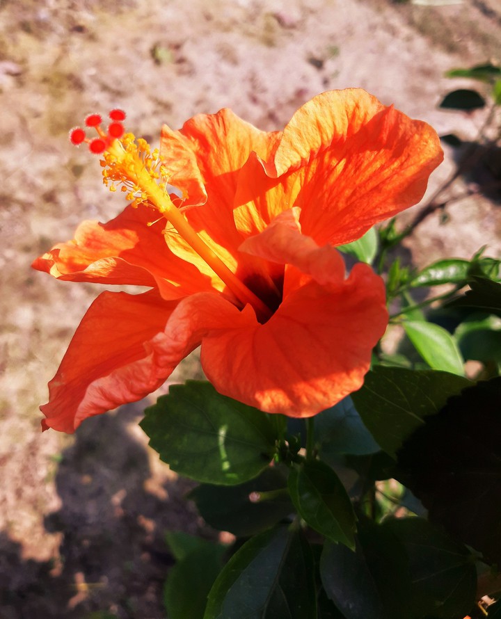 Beautiful Flower