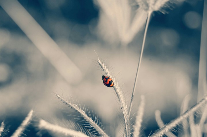 lady bird