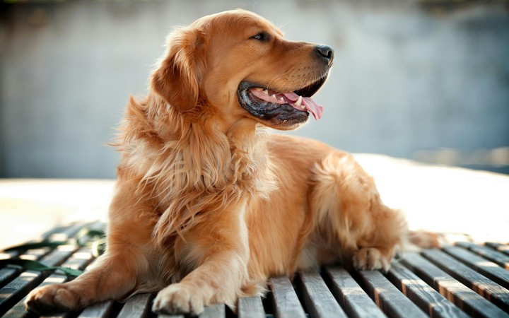 #theDog!!