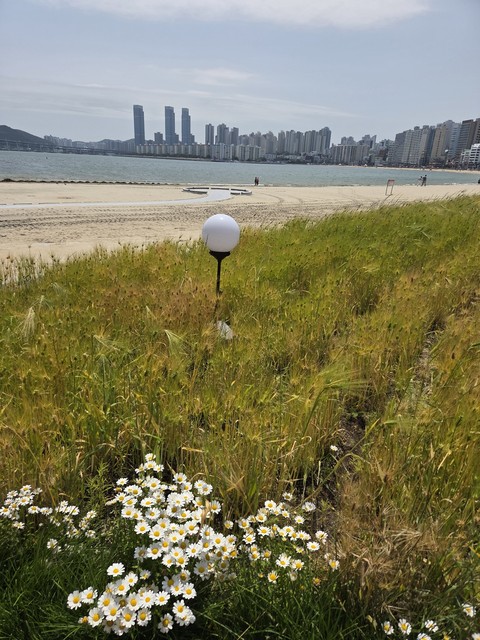바람, 야생화 배경화면
