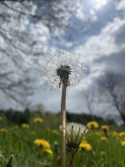 tapety Dandelion, sky