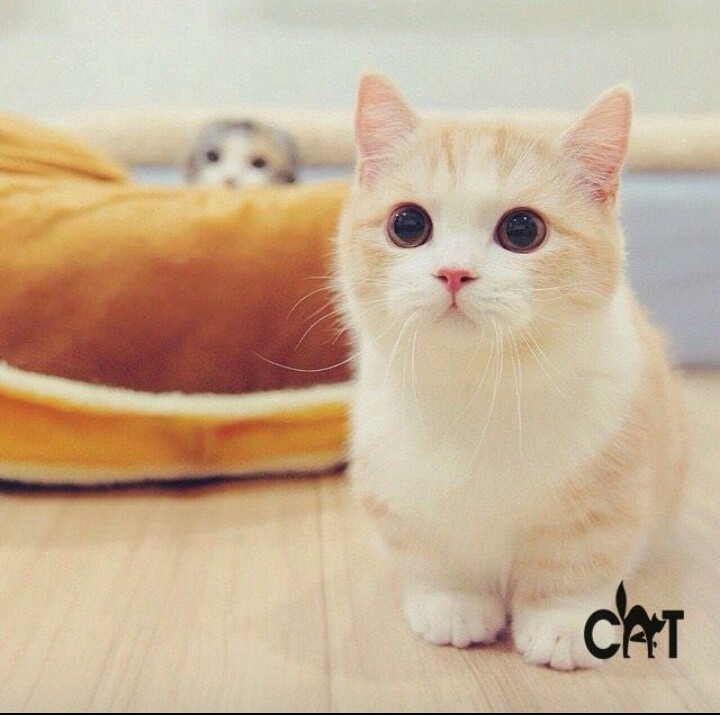 кот