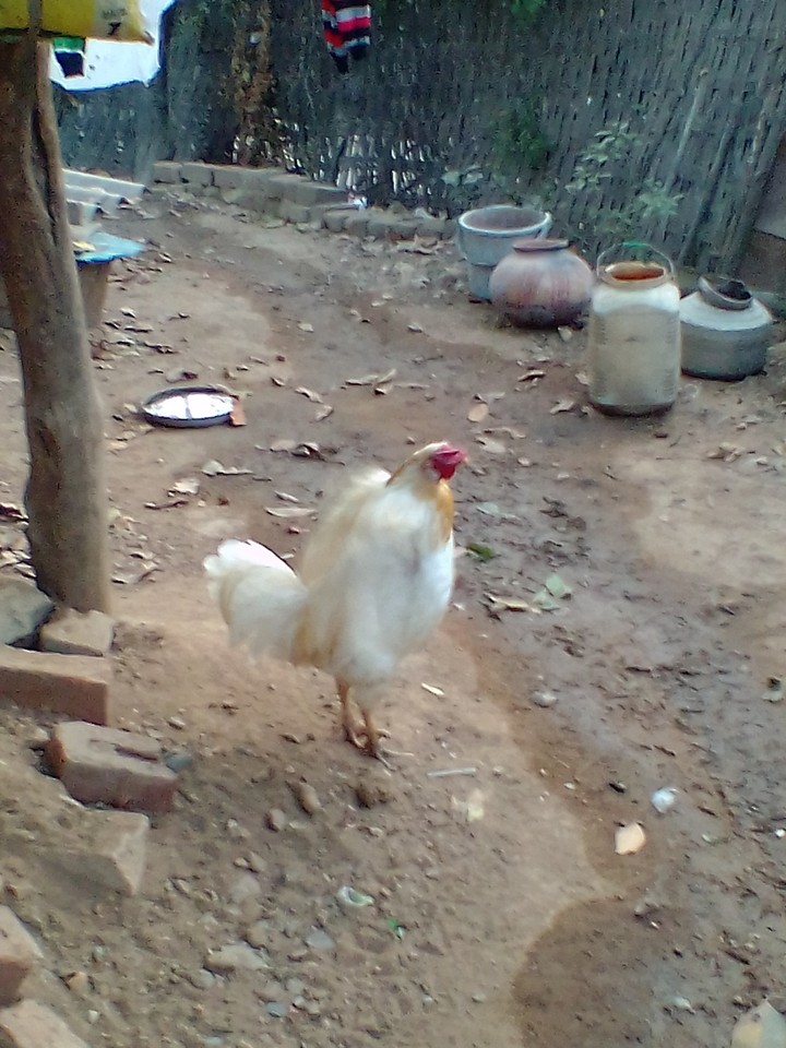 gooru