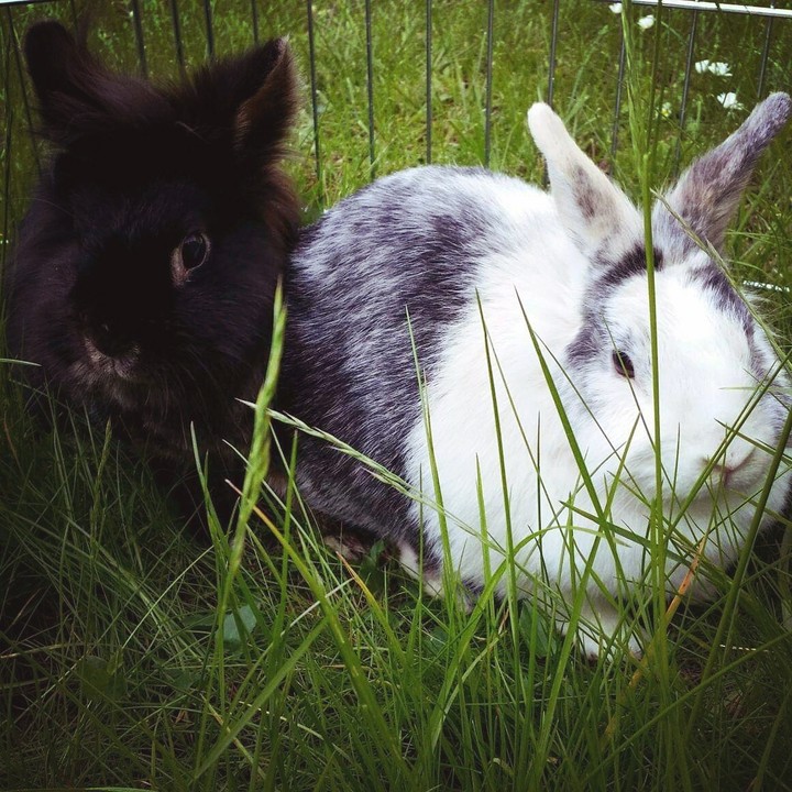 Kaninchen