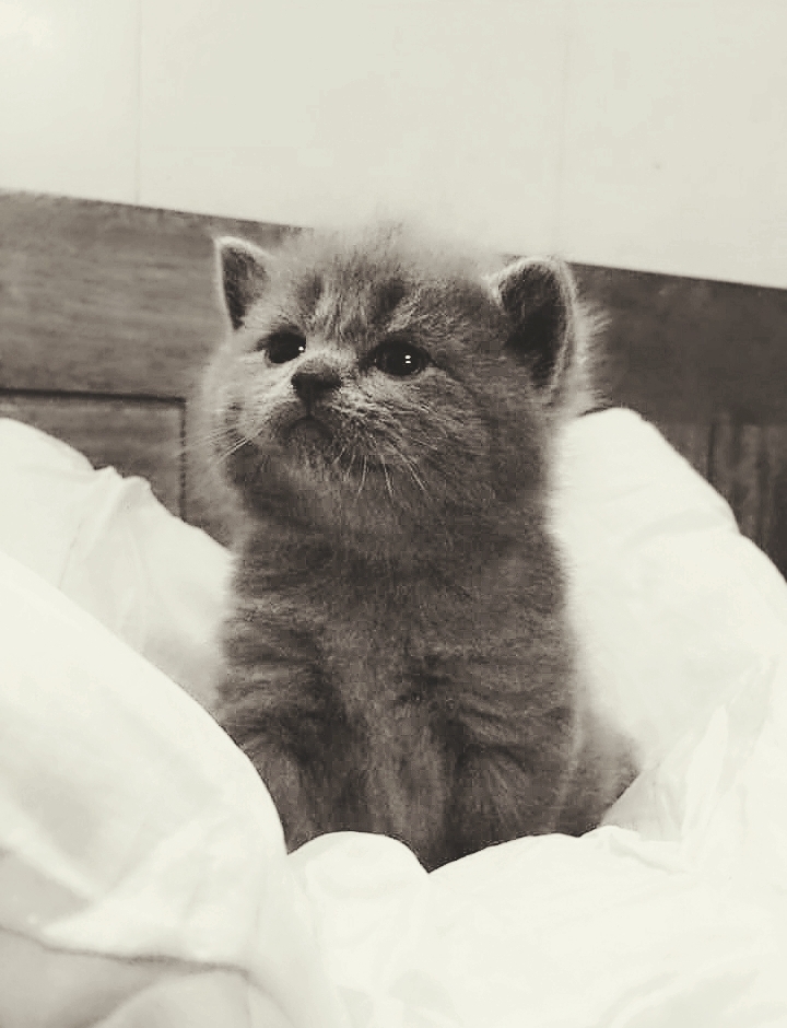 CAT_sama