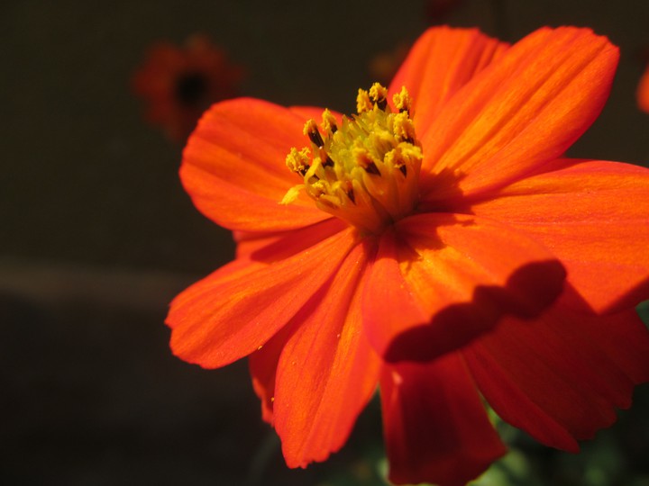 Orange beauty