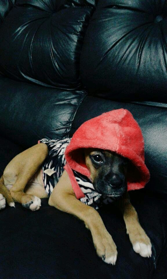Cashorrita Xd