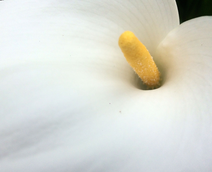 Calla lily
