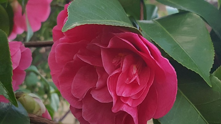 Pink Rose