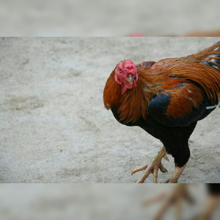 hen!!